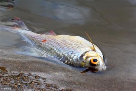 魚死掉|養魚小知識 為什麼魚隻總是死亡？